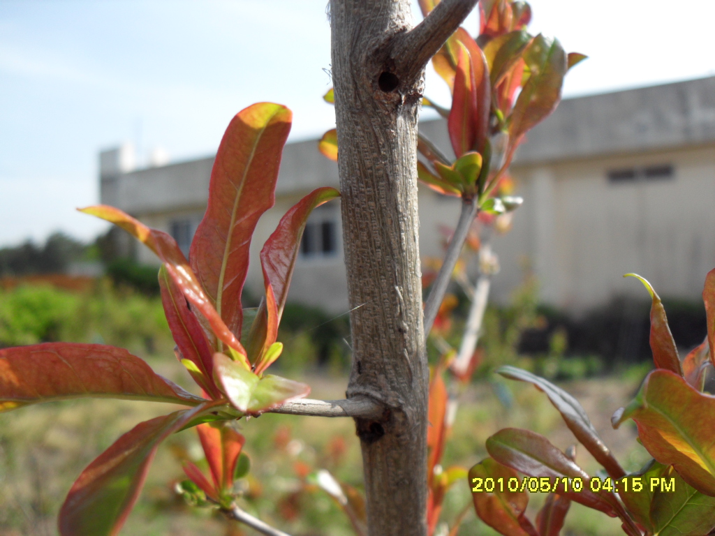 이것이 무슨 해충인가요?